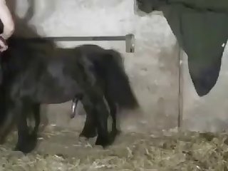 Woman Fuck Pony And Cum In