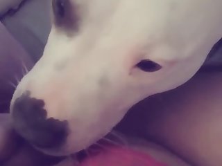 Pussy licking dog My sexual