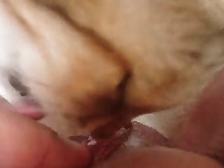 Kitten Licking Coconut Oil Of My Clit And Pussy Lips 5