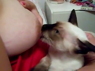 Breastfeeding A Cat