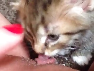 Kitten Licking Coconut Oil Off My Clit And Pussy Lips