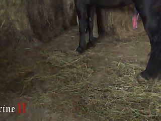 Mom Anal