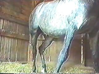 Horse Stallion Semen Collection By Hand