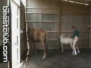 Horse Man Fucks Pony Horse