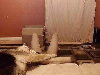 Sensitive Shepherd.mov