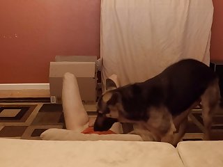 Sensitive Shepherd.mov