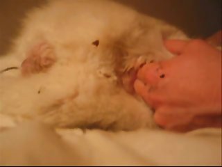 Fun With The White Dog Part 1.wmv