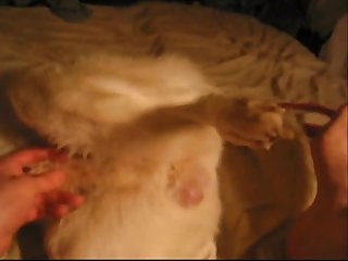 Fun With The White Dog Part 1.wmv