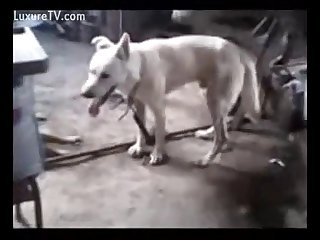 Man And Dog Play Involves A Variety Of Positions