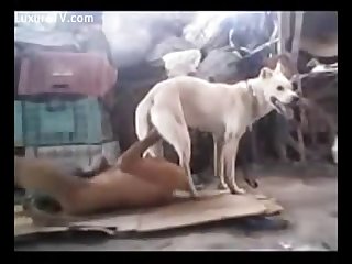 Man And Dog Play Involves A Variety Of Positions