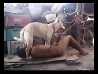Man And Dog Play Involves A Variety Of Positions