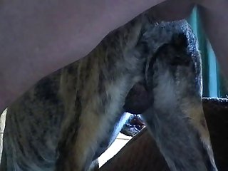 Brindle Hi.avi