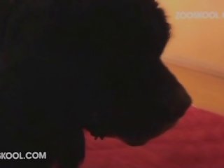 Dog Fucks Girl Porn