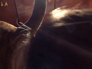 Bestiality Porn Luxuretv