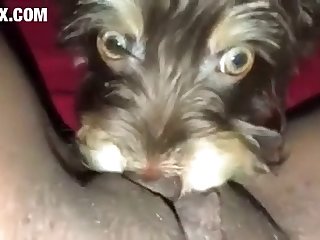 Porn Animal Anime