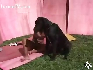 Fucking An Animal Porn