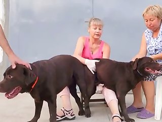 Animal Shemale Porn