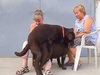 Animal Shemale Porn