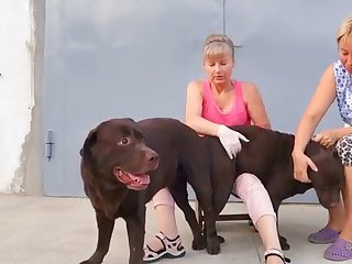 Animal Shemale Porn