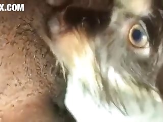 Animal Cow Porn