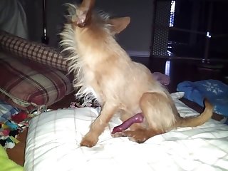 Animal Fucked Porn