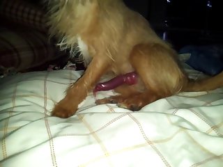Animal Fucked Porn