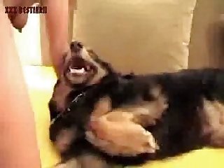 Man Fuck Dead Animal Porn