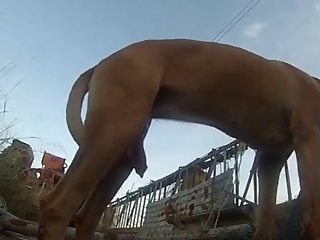 Animal Porn Amateur