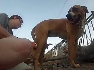 Animal Porn Amateur