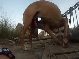 Animal Porn Amateur