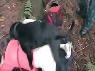 Fucking A Stuffed Animal Porn