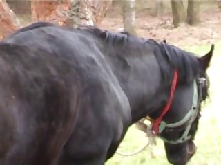Xxvideo Zoofilia