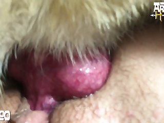 Free Animal Sex Vidz