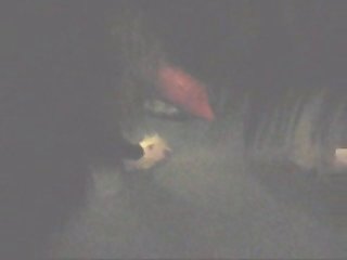 Animal Dog Sex Videos