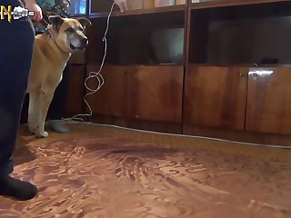 Animal Porn Video Sex
