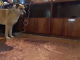 Animal Porn Video Sex