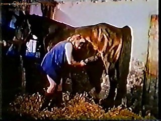 Wolf Animal Sex