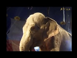 Crazy Sex With Animal