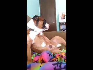 Sex Anime With Animal