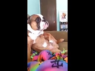 Sex Anime With Animal