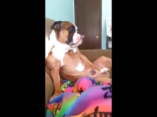 Sex Anime With Animal