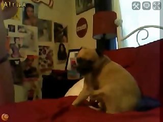 Wild Sex The Science Behind Mating In The Animal Kingdom