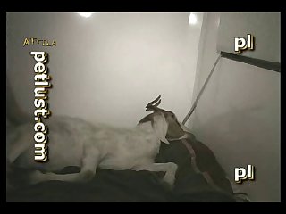 Free Video Sex Animal