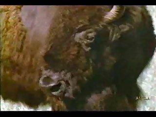 Different Animal Having Sex