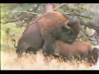 Different Animal Having Sex