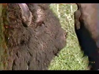 Different Animal Having Sex