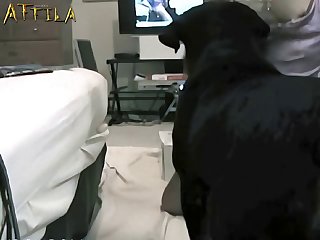 Dog Fuck Korean Girl