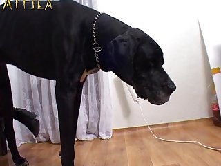 Best Dog Fuck Video
