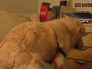 Dog Fuck Dog Pussy
