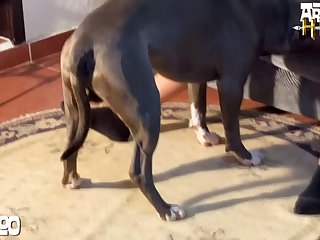 Animated Animal Sex Xxx
